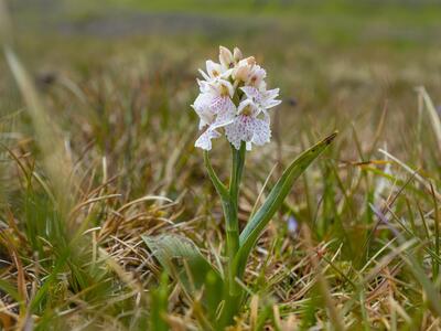 dactylorhiza maculata