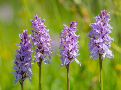 dactylorhiza maculata habitus