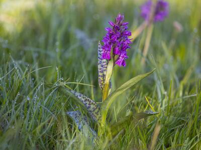 dactylorhiza majalis