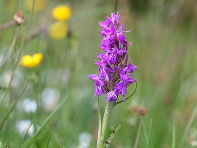 dactylorhiza majalis ssp majalis