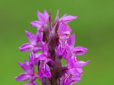 dactylorhiza majalis ssp majalis detail