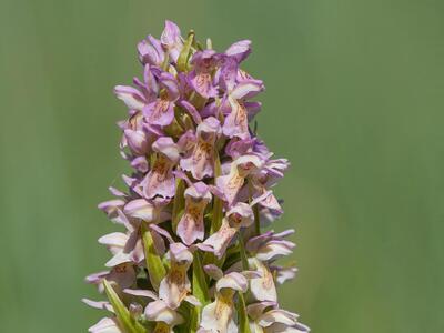 dactylorhiza ochroleuca x incarnata