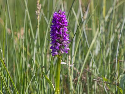 dactylorhiza praetermissa var junialis