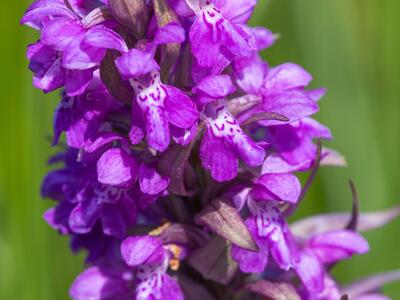 dactylorhiza praetermissa var junialis detail