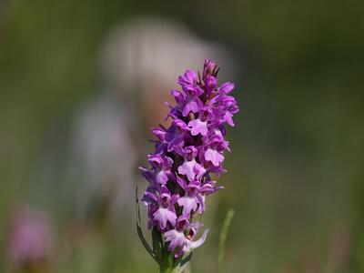 dactylorhiza ruthei