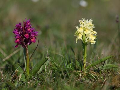 dactylorhiza sambucina