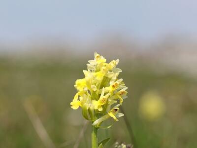 dactylorhiza sambucina adam