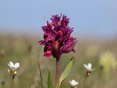 dactylorhiza sambucina eva