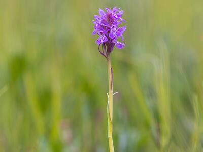 dactylorhiza sphagnicola