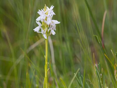 dactylorhiza sphagnicola albino