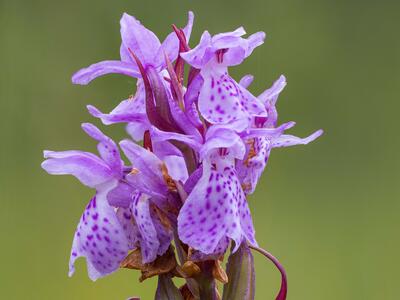 dactylorhiza sphagnicola detail