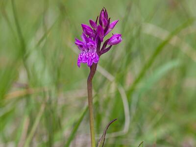 dactylorhiza traunsteineri