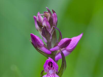 dactylorhiza traunsteineri detail