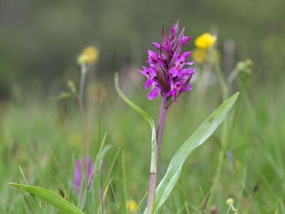 dactylorhiza x aschersoniana