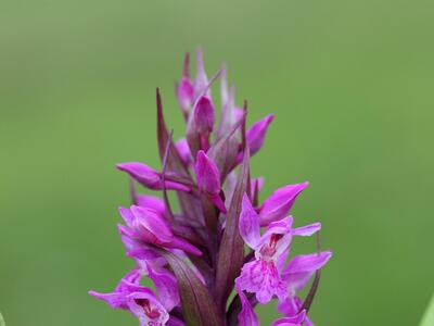 dactylorhiza x aschersoniana detail