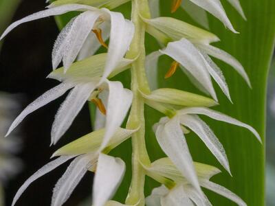 dendrochilum glumaceum