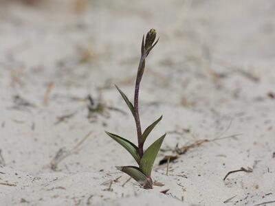 epipactis atrorubens