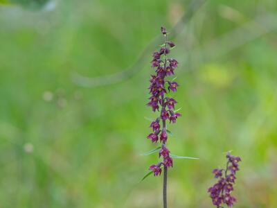 epipactis atrorubens habitus