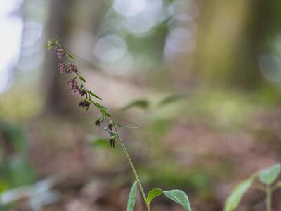 epipactis helleborine ssp helleborine
