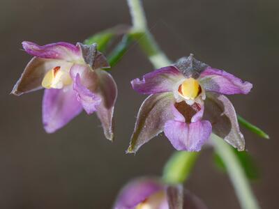 epipactis helleborine ssp helleborine detail