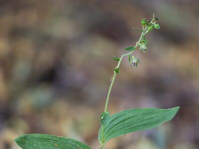 epipactis helleborine ssp moratoria
