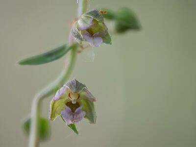 epipactis helleborine ssp moratoria detail