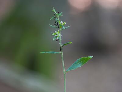 epipactis leptochila