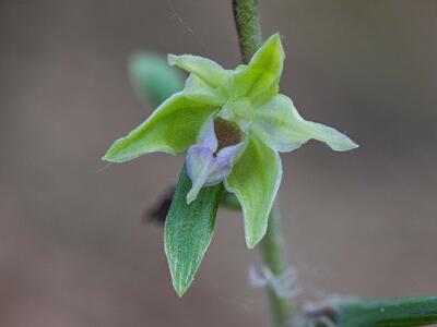 epipactis leptochila detail
