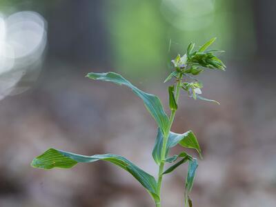 epipactis muelleri