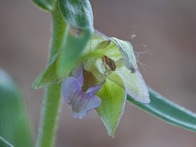 epipactis muelleri detail