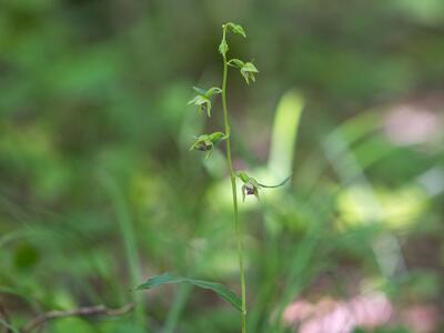 epipactis neglecta