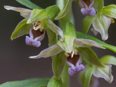 epipactis neglecta detail