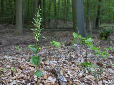epipactis neglecta habitus
