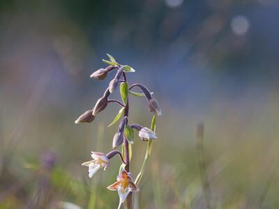 epipactis palustris