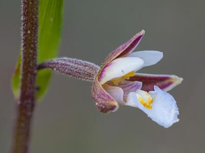 epipactis palustris bluete