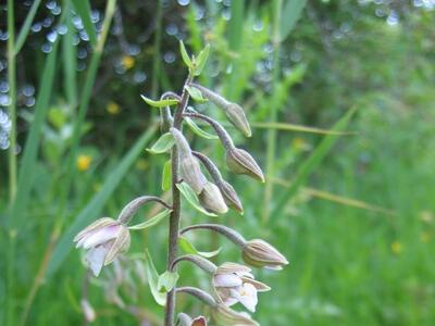 epipactis palustris habitus