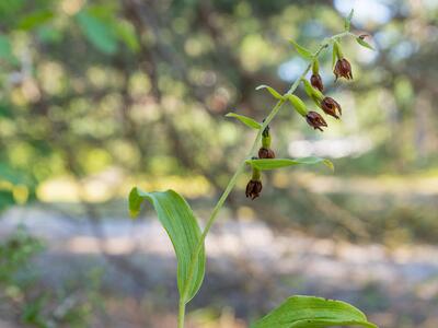 epipactis phyllanthes