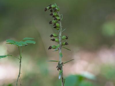 epipactis purpurata