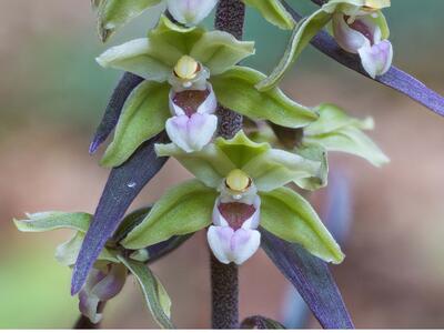 epipactis purpurata detail