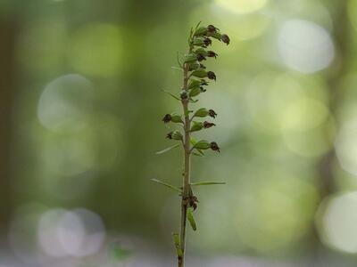 epipactis purpurata verblueht