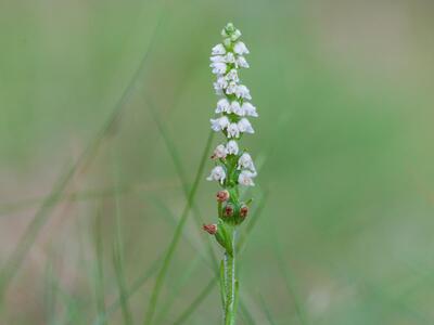 goodyera repens