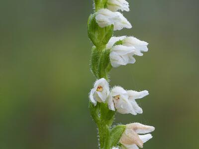 goodyera repens detail