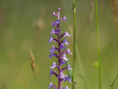 gymnadenia conopsea var conopsea