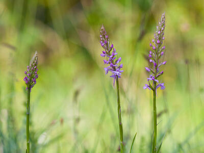 gymnadenia conopsea var conopsea habitus