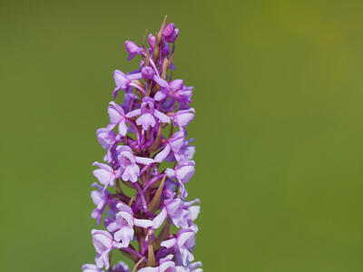 gymnadenia conopsea var densiflora