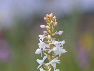 gymnadenia odoratissima albino