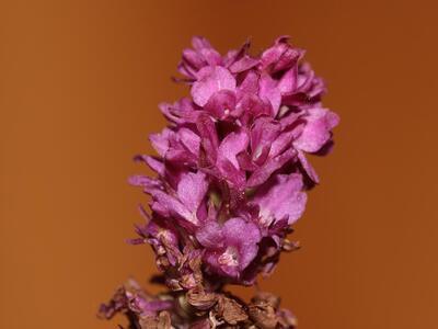 gymnadenia odoratissima detail