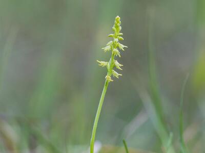 herminium monorchis