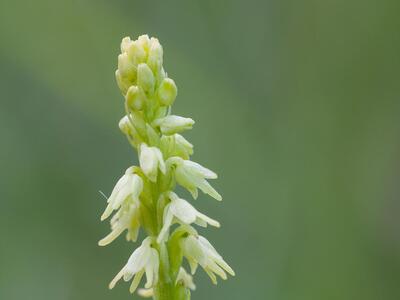 herminium monorchis detail