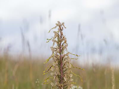 himantoglossum hircinum